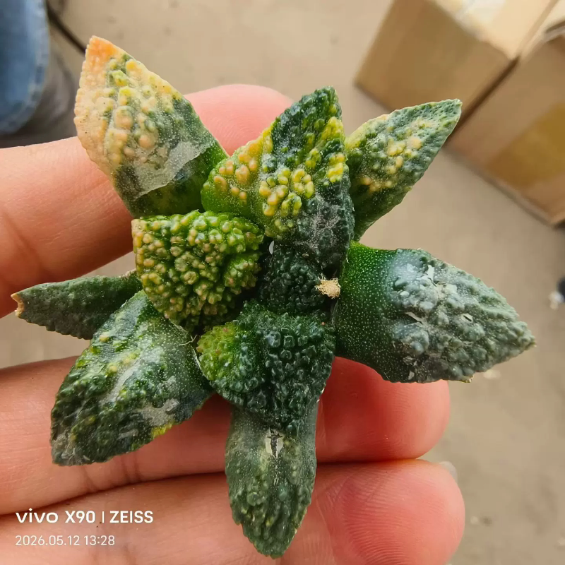 实生哥斯拉牡丹锦未来可期仙人球桌面稀有多肉带盆发一物一拍5/12