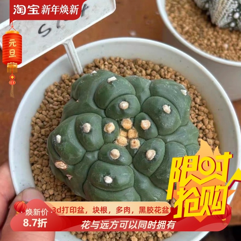 泰系实生5瓣腹棱龟甲兜s704星兜属仙人球一物一拍稀有品包邮7/19,鲜花速递/花卉仿真/绿植园艺,多肉植物,淘宝优惠券,粉丝福利购,淘宝优惠卷