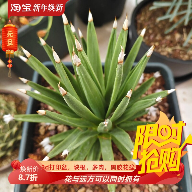 棉花糖龙舌兰潮流懒人沙生稀有块根植物一物一拍多肉包邮4/2