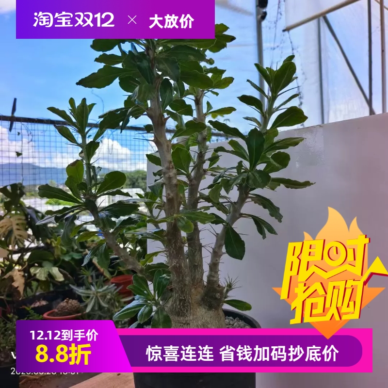 圆肚子白马城。肚子特别圆棒棰树属块根植物一物一拍多肉包邮6/26
