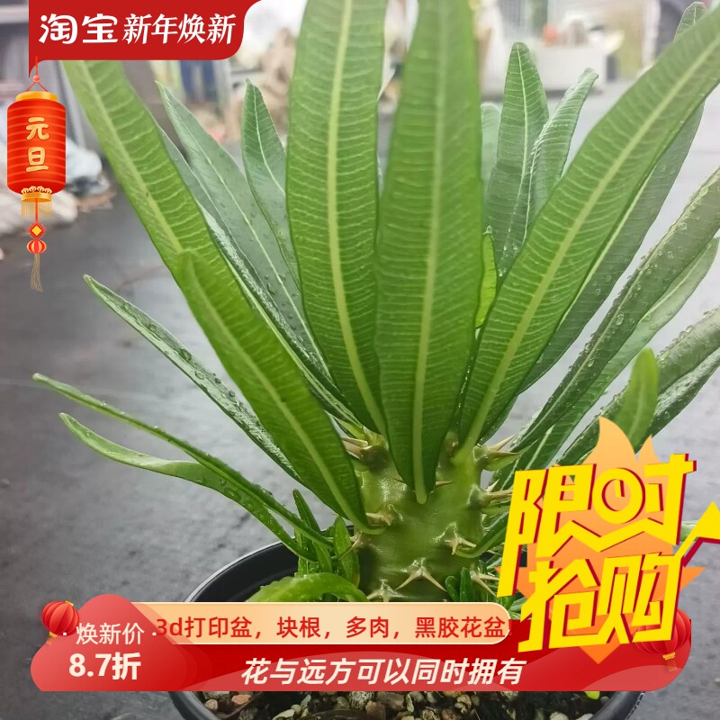 安博棒槌棒棰树属块根植物室内盆栽稀有品种多肉一物一拍包邮9/24