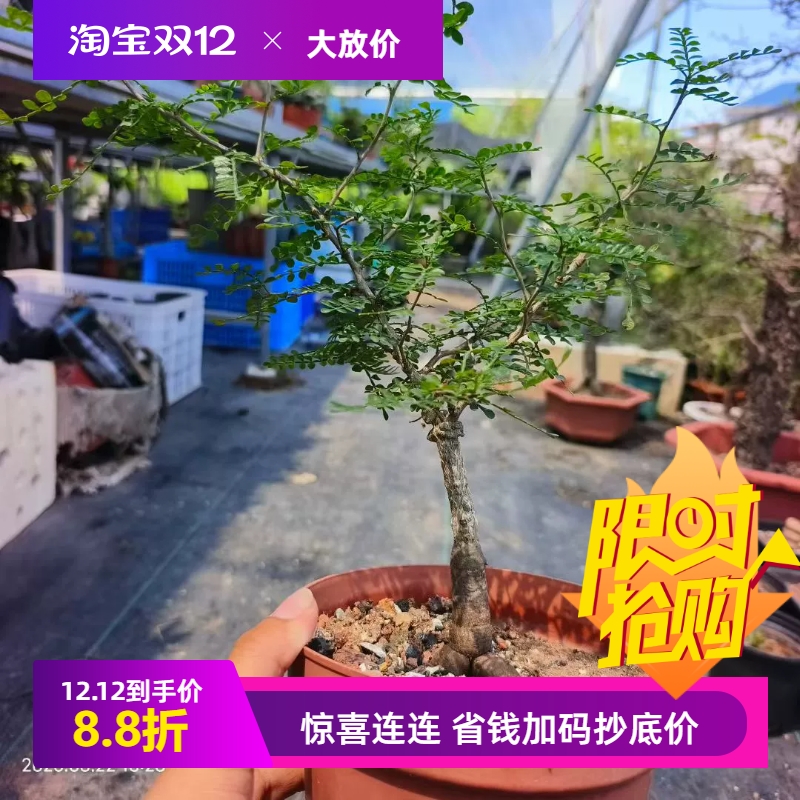 实生象足漆树块根植物潮流懒人沙生桌面室内盆栽多肉一物一拍8/23
