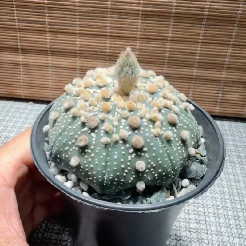 实生花园兜扁平海星7.7C仙人球绿植新奇多肉带盆发一物一拍4/26