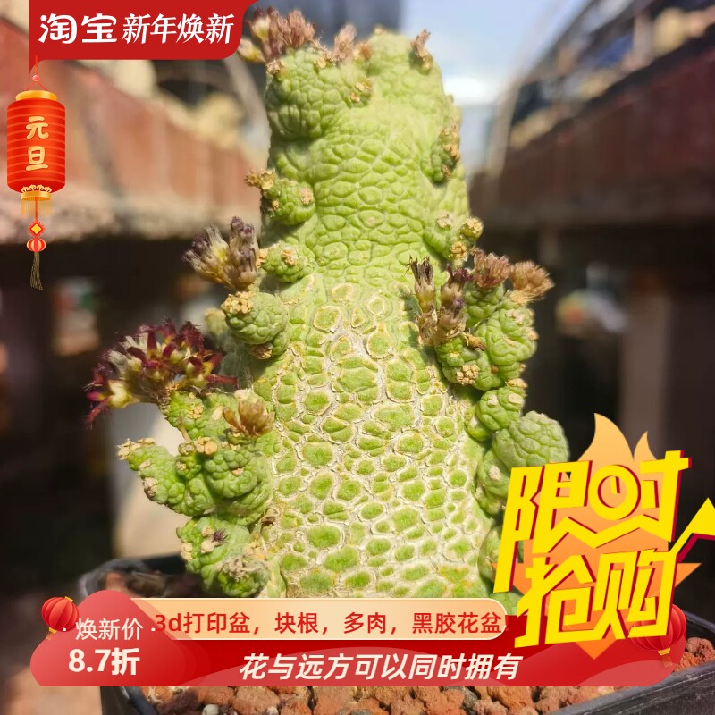 美人鱼尾巴造型凝蹄玉，萝藦科植物一物一拍室内盆栽包邮11/27