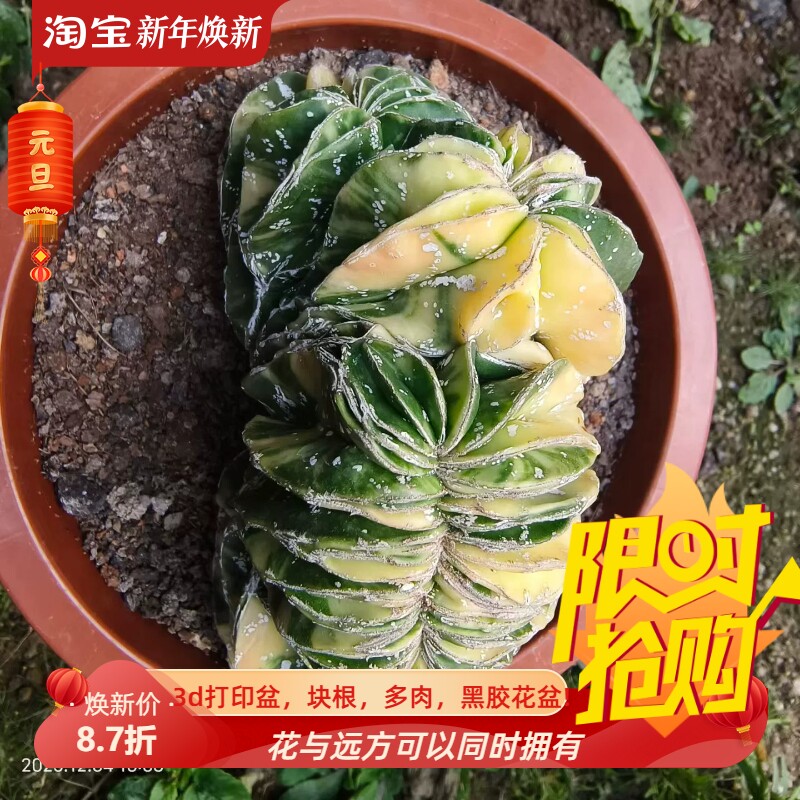 鸾凤玉缀化锦,实生群分株仙人球一物一拍仙人球多肉包邮12/5