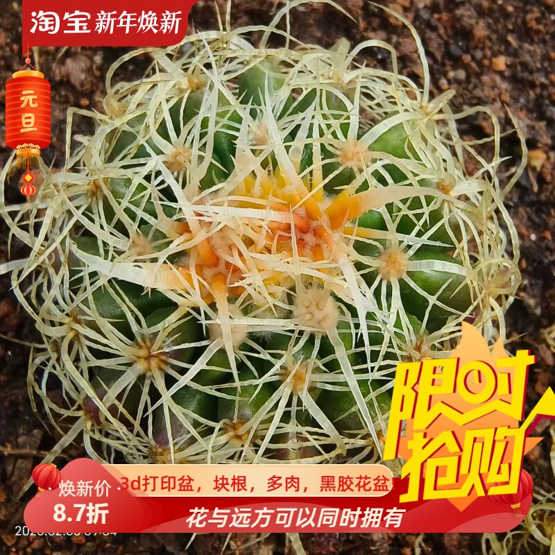 狂卷刺金琥自根株粗刺特短粗刺金琥属择优仙人球多肉随机发2/2