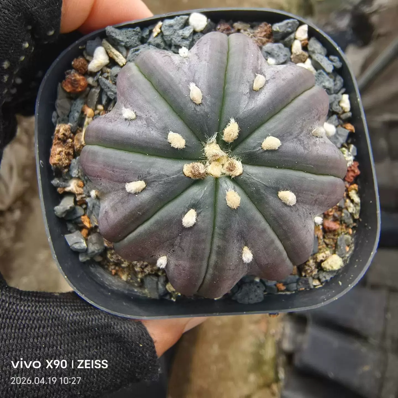 实生纯血统大型指纹海星兜紫皮仙人球新奇多肉带盆发一物一拍4/19