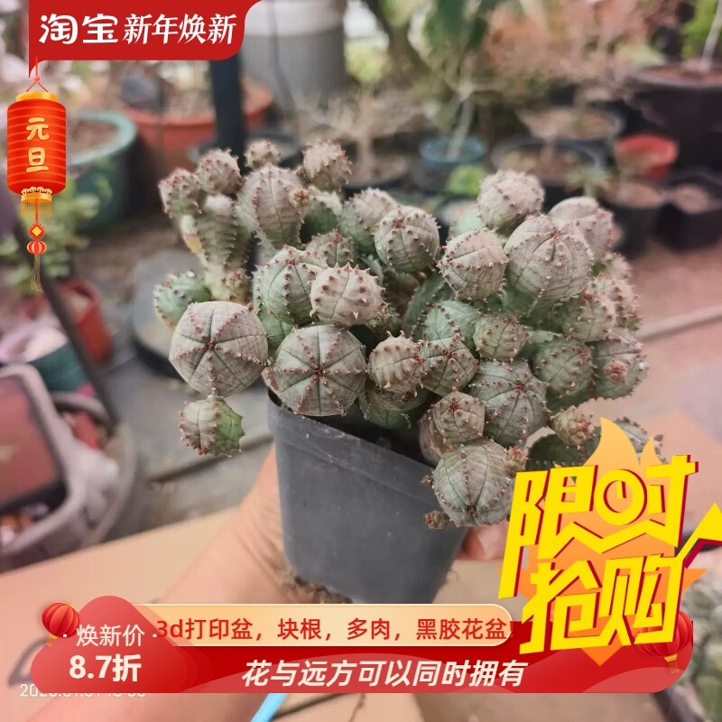白肌小型布纹球。大群生大戟科块根潮流多肉室内盆栽一物一拍1/31