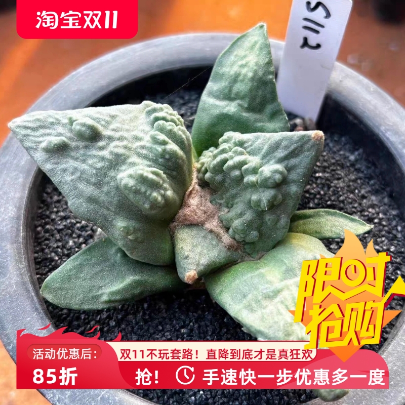 实生怒涛牡丹s112仙人球室内盆栽一物一拍多肉包邮稀有品包邮7/9
