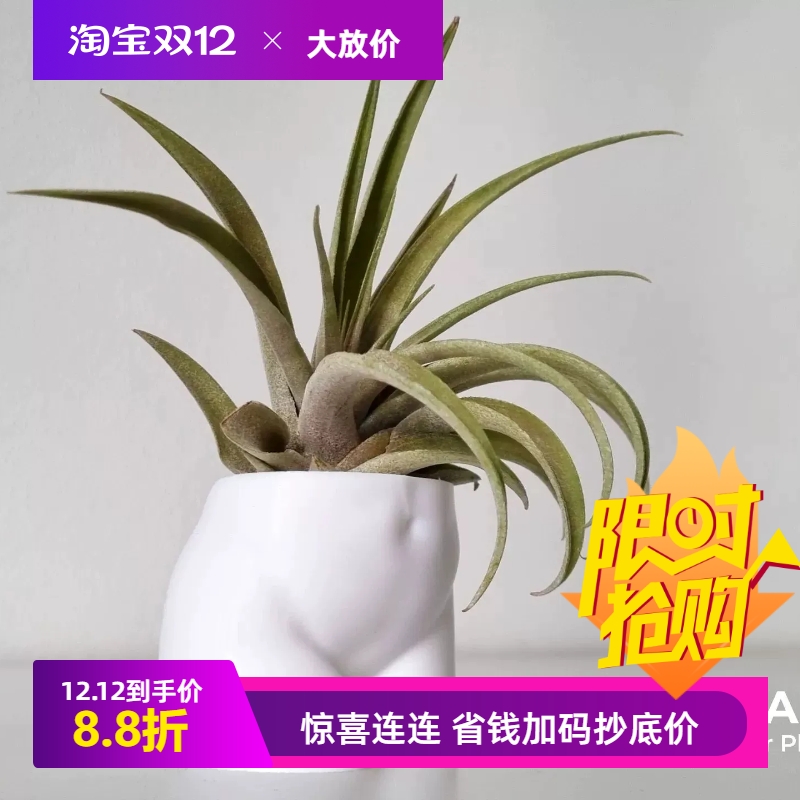 加厚肥臀诱惑可打孔3d打印pla大花盆热植仙人球块根现代风网红盆