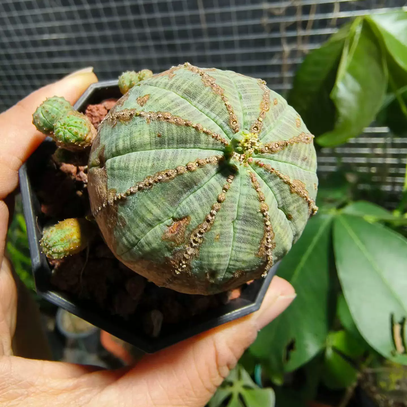 木质纹布纹球桌面绿植大戟科块根稀有多肉带盆发一物一拍5/9