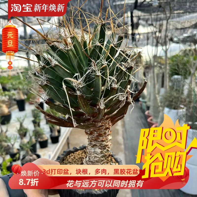 老光山星球属仙人球紧凑株,纯露养到发紫稀有一物一拍包邮10/4