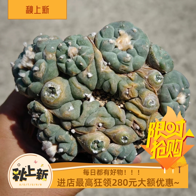 怪异瘤子群草球落地自根无刺草球仙人球一物一拍肉肉室内盆栽6/4