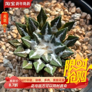 实生黑牡丹岩牡丹属仙人球一物一拍室内盆栽稀有品种包邮肉肉6/10