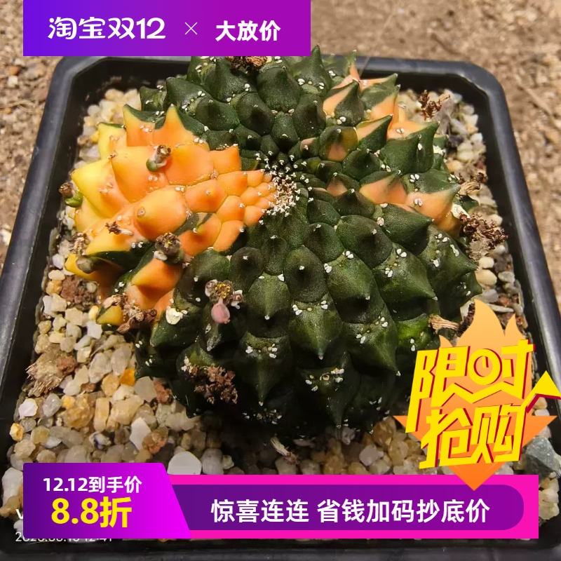 裸鄂大戟锦，群生加缀化大戟科块根多肉一物一拍室内盆栽包邮6/15