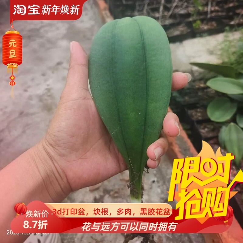 犀牛皮石蒜科属最巨大叶一物一拍室内盆栽稀有品种包邮10/19