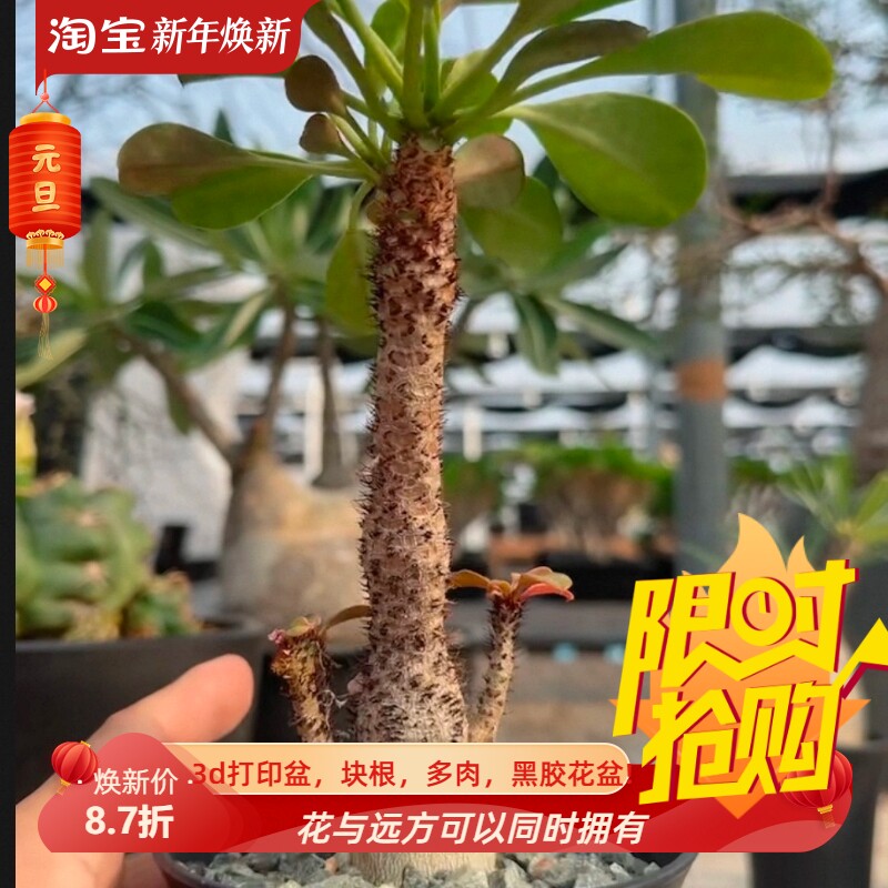 象鼻大戟缀化潮流懒人沙生块根植物一物一拍仙人球多肉包邮12/5