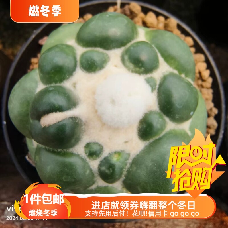 无刺象牙丸萝卜根堪比实生沙生仙人球多肉一物一拍易养护包邮8/25