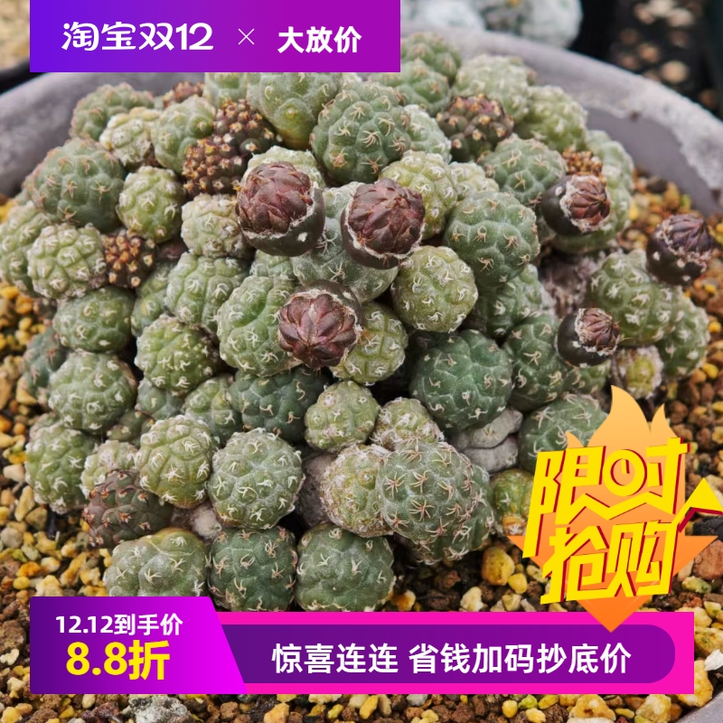 足球团扇大群生萝卜根 要开花团扇仙人球一物一拍室内盆栽肉肉6/8