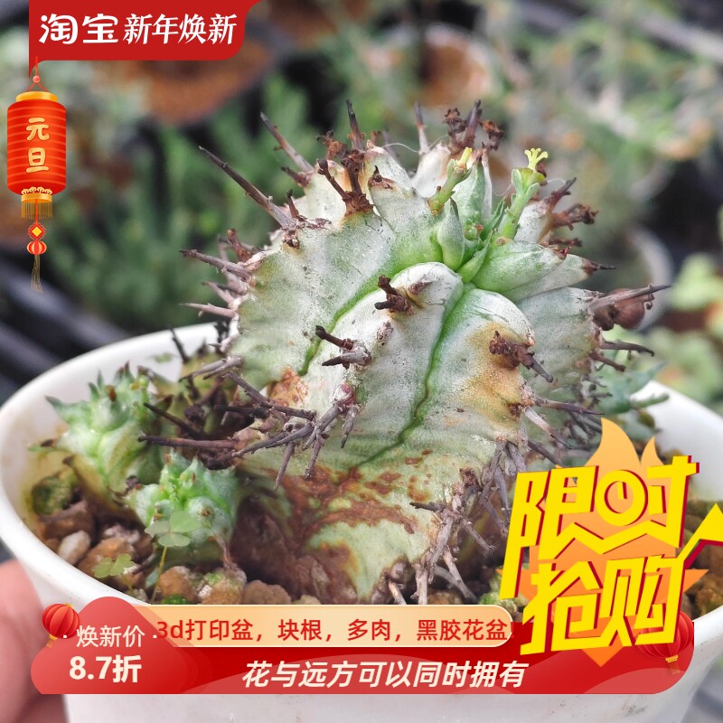 白衣魁伟玉群生潮流大戟科块根植物一物一拍室内盆栽包邮10/18