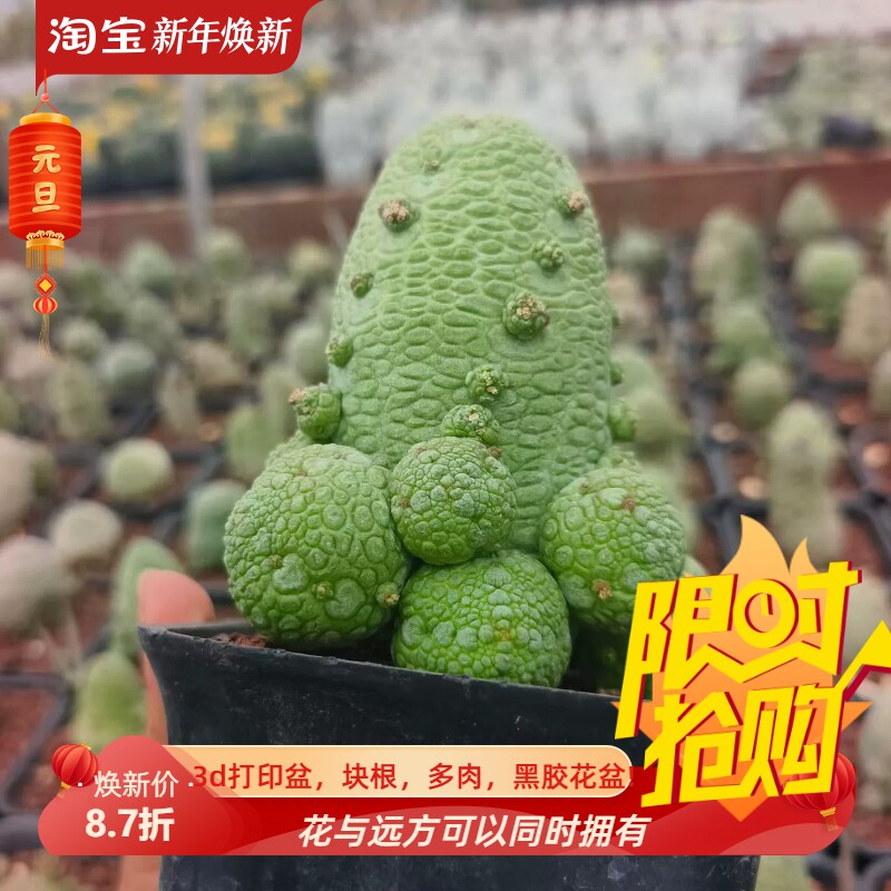 螺旋疣火箭造型凝蹄玉萝藦科块根室内盆栽多肉一物一拍包邮9/27