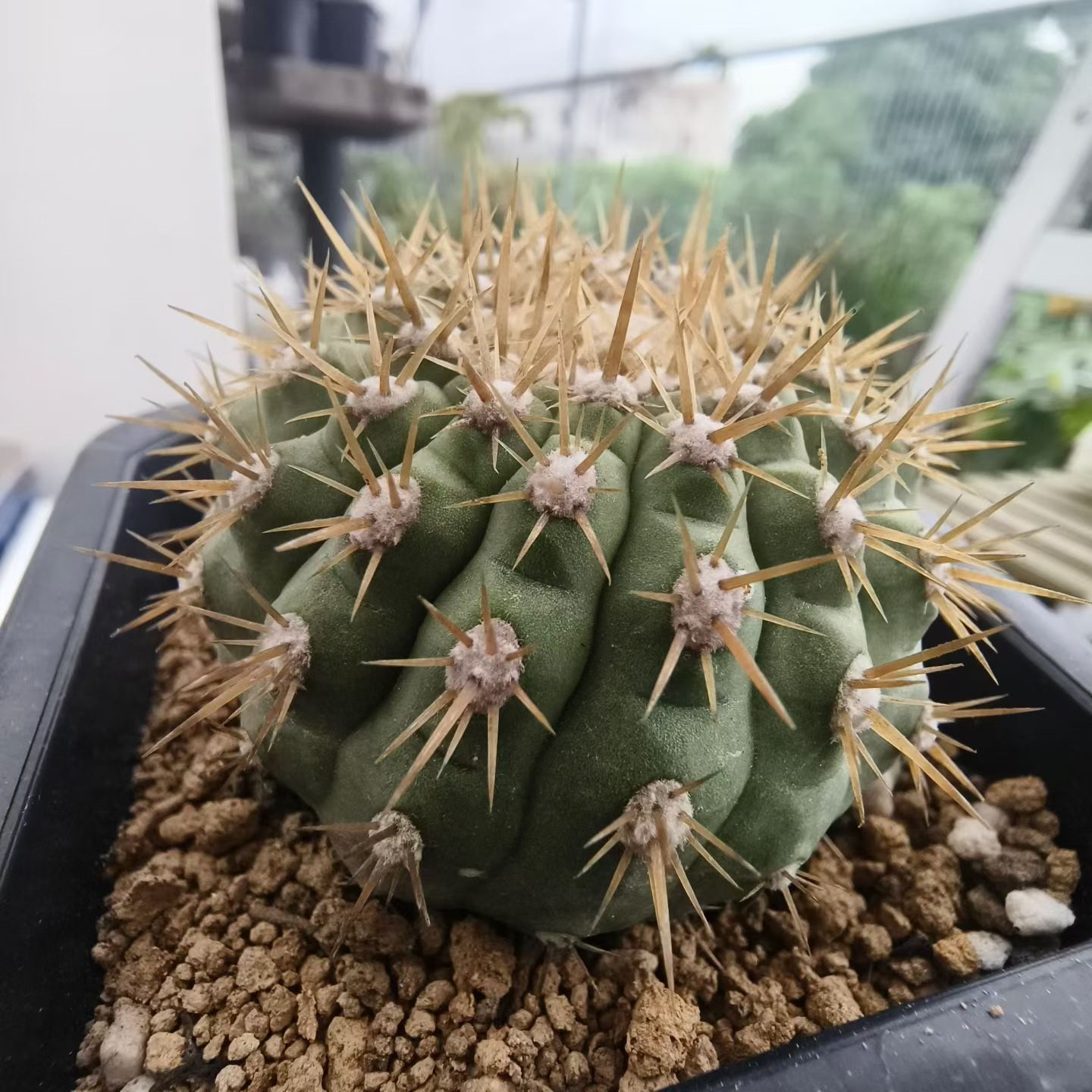 PAD孤龙丸 透明金刺 自根微瑕疵仙人球沙生桌面植物多肉包邮7/28