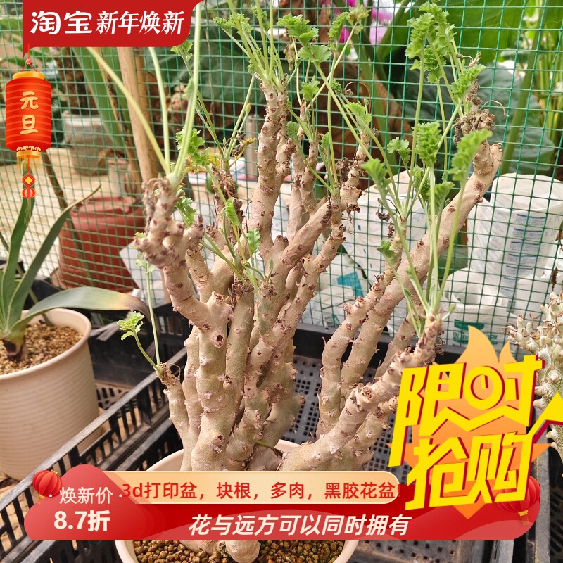 白皮群生香水洋葵块根植物块根潮流懒人室内盆多肉一物一拍9/1