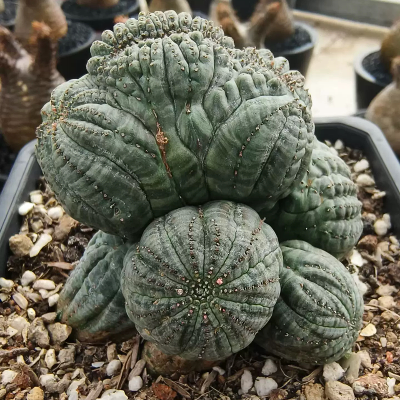 布纹球宽面包缀侧芽株大戟科块根沙生桌面绿植多肉一物一拍6/29