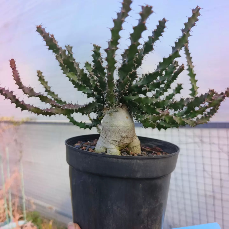 奇怪岛大戟块根植物桌面室内稀有盆栽沙生绿植一物一拍2/13