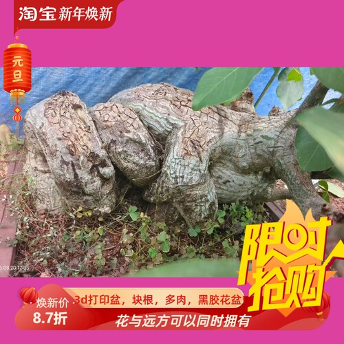 无敌巨帅龟甲木棉龟裂漂亮潮流懒人沙生室内盆栽多肉一物一拍8/20