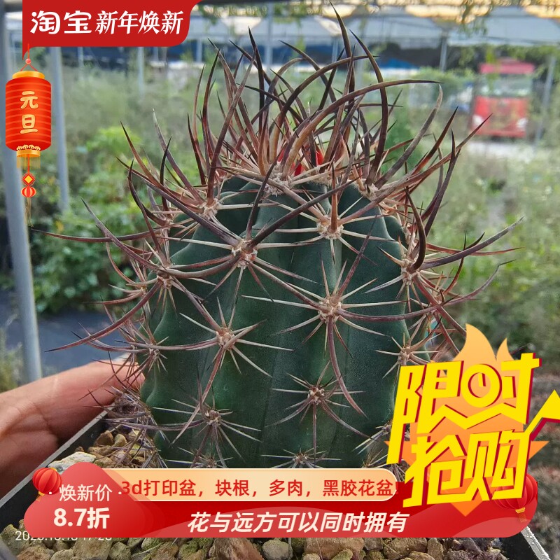 实生林氏幻虾鹿角柱属仙人球潮流懒人植物一物一拍室内盆栽10/19