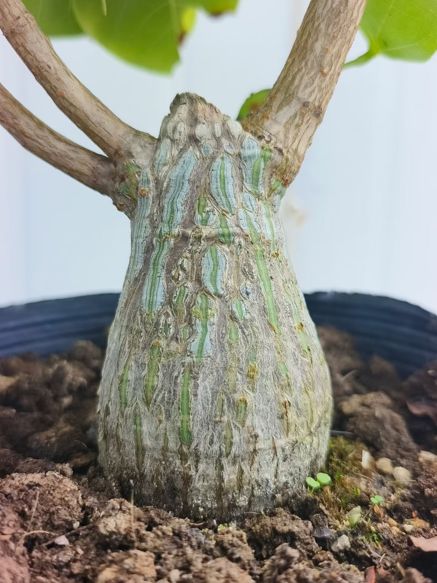 蓝白纹龟甲木棉。潮流块根植物室内稀有品种潮流多肉一物一拍7/21
