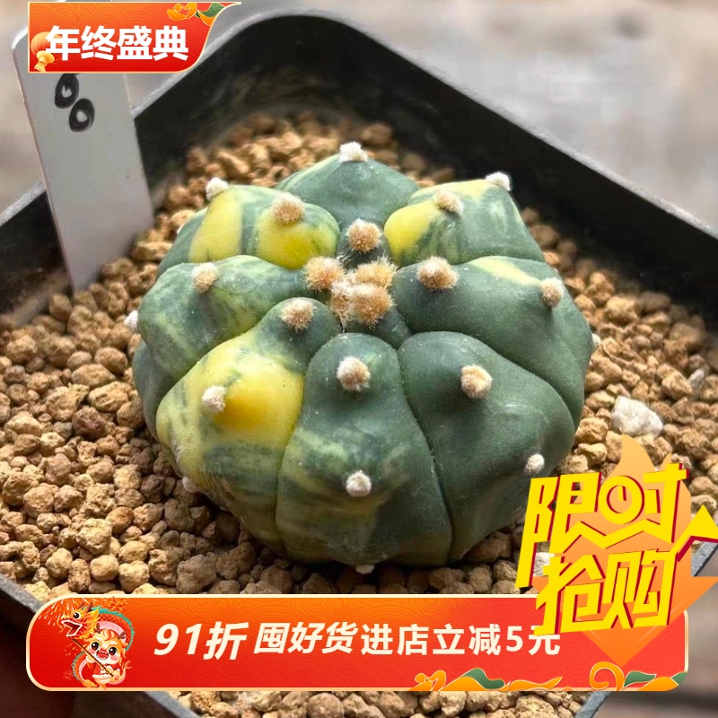 泰系实生龟甲兜虎斑拉丝锦/s60星球属仙人球多肉一物一拍包邮9/15