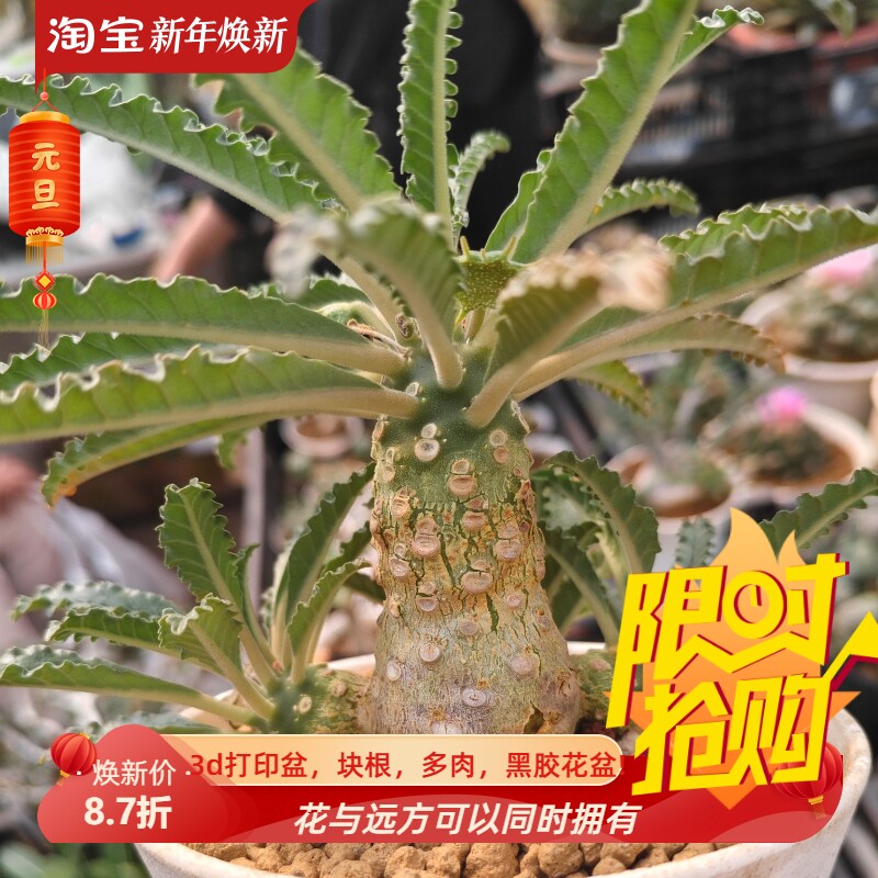 椰子琉桑小椰林块根,叶片饱满,边缘锯齿清晰多肉一拍包邮10/7