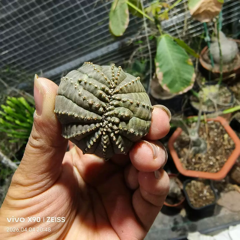 布纹球宽面包缀，侧芽株纹球！懒人沙生桌面一物一拍多肉4/4
