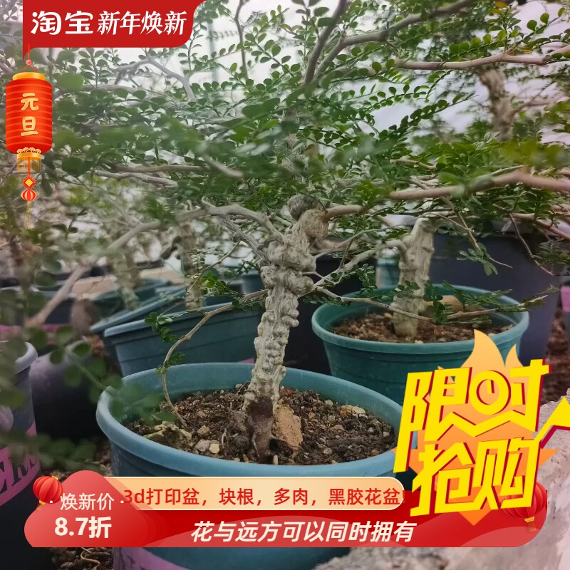 实生象足漆满瘤块根植物沙生一物一拍室内盆栽稀有多肉包邮11/30