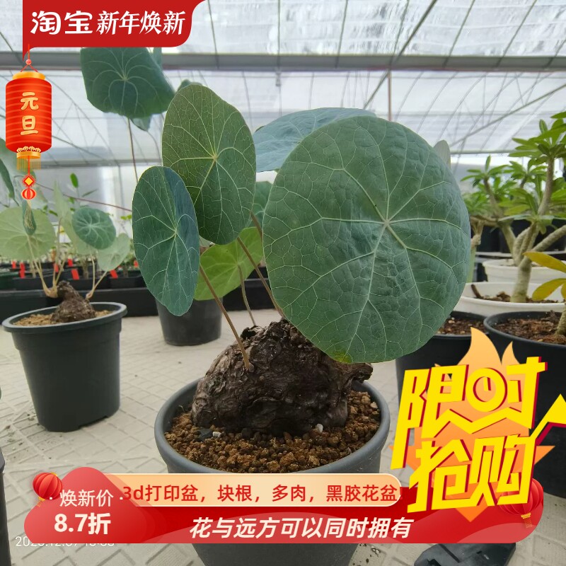 诺瓦龟,一叶龟潮流懒人沙生桌面绿植块根一物一拍多肉包邮12/7
