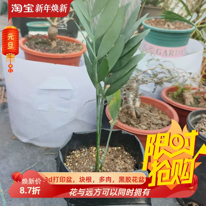 蓝叶米德尔堡非洲铁树 块根2-2.5cm块根小众一物一拍多肉12/30