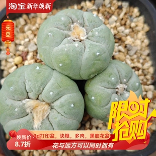 精品自根三头白皮粉花南瓜疣无刺草球仙人球多肉一物一拍包邮9/19