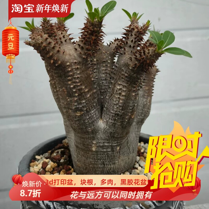 多头魔界玉棒棰树属块根植物桌面绿植易养护一物一拍稀有多肉5/6