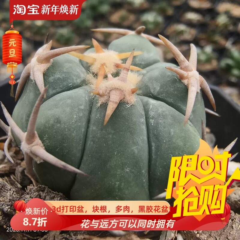 5左右白刺翠平丸短粗刺自根仙人球多肉一物一拍室内盆栽包邮11/12