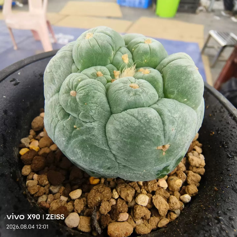精品仲永大疣无刺草球自根多年仙人球一物一拍沙生多肉包邮8/4