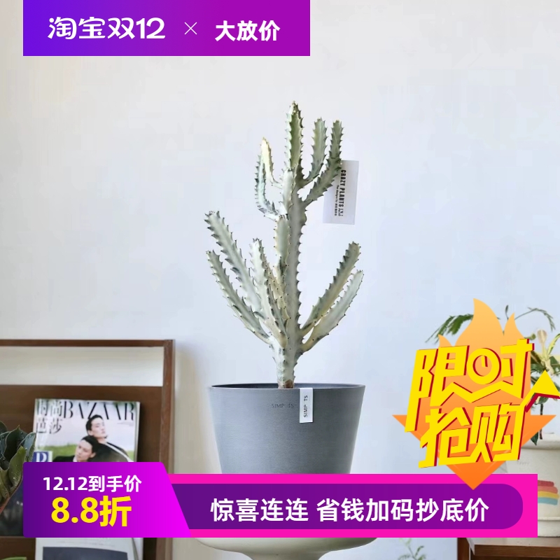 simpots加厚黑胶好看的花盆ins极简蔬菜种植抗粉化块根仙人球花盆