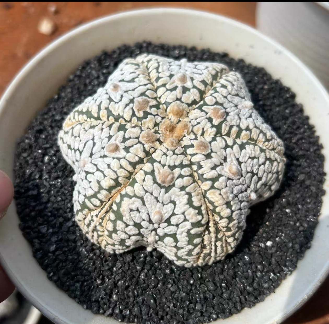 泰系实生六楞复楞扁体海星体V兜/s97星球属仙人球多肉一物一拍7/5