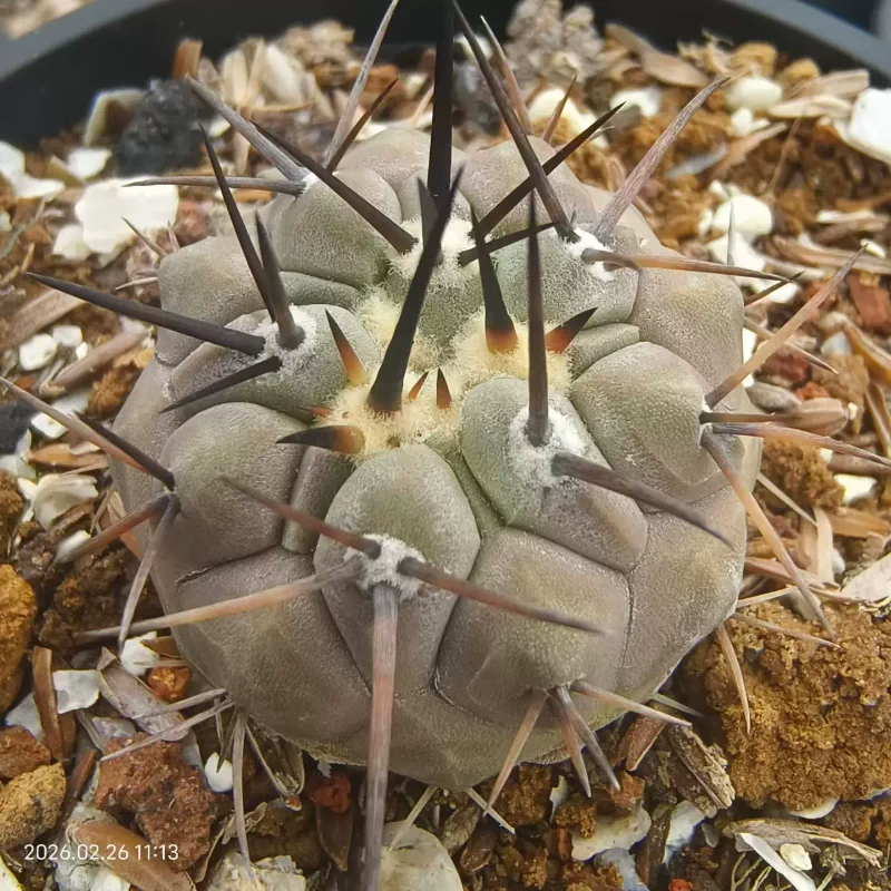 实在红棕刺短粗刺黑王丸龙爪球属仙人球稀有沙生绿植一物一拍2/26
