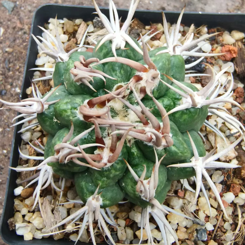 实生火焰刺石化白锦碧岩玉潮流裸萼球属仙人球多肉一物一拍7/4