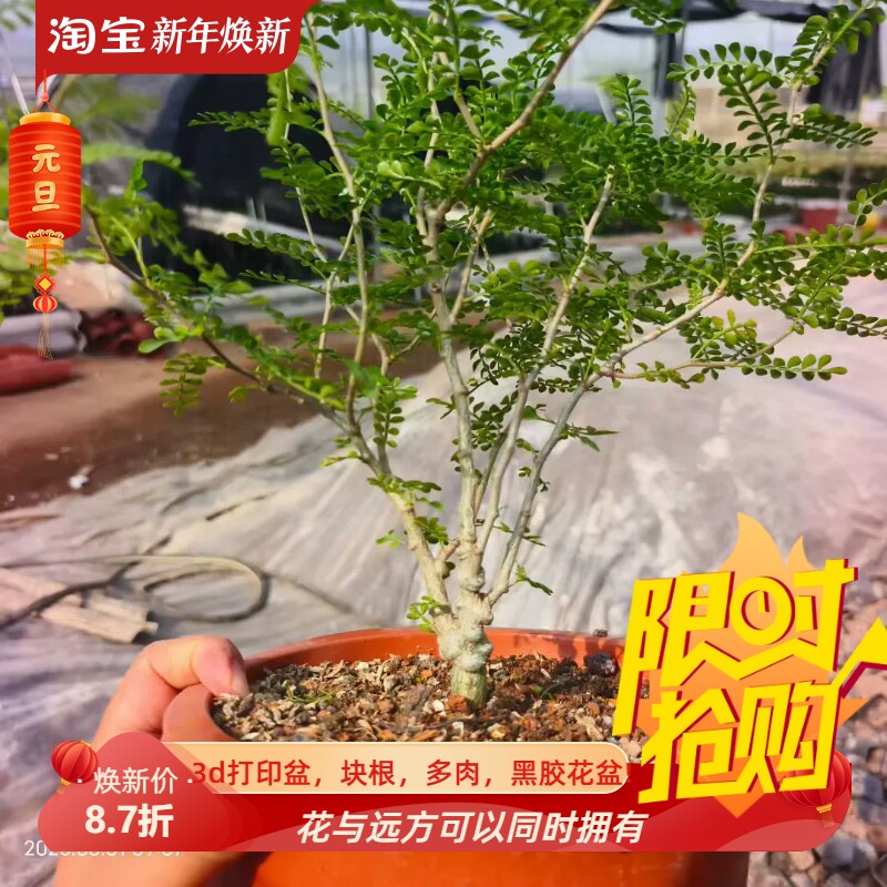 爆根巨瘤象足漆树苗,根粗接近2cn植物潮流多肉一物一拍8/30