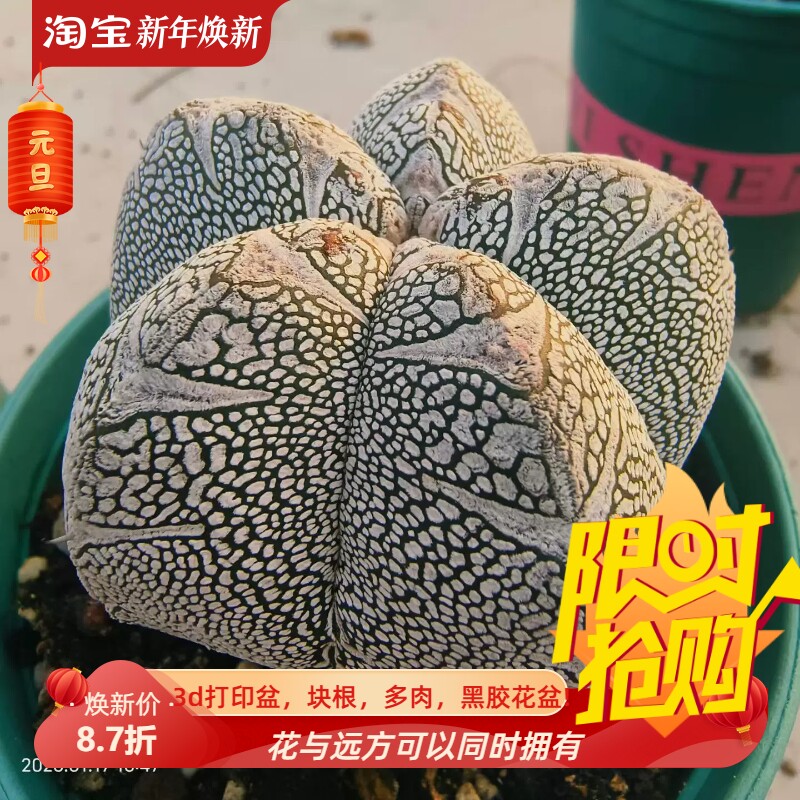 实生宽v纹恩冢鸾凤玉星球属仙人球潮流辐射室内盆栽一物一拍1/18