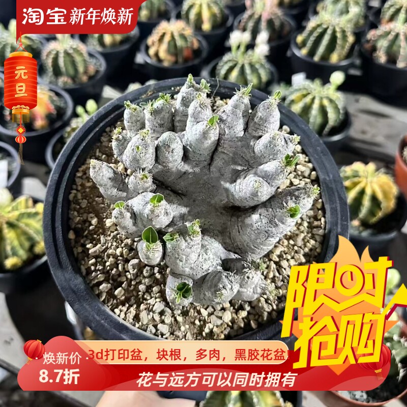 生姜惠比须笑群生潮流块根室内盆栽一物一拍多肉稀有品种包邮7/10