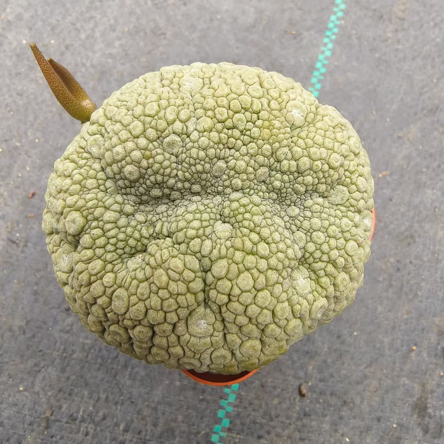 实生凝蹄玉缀化，宽面包缀块根一物一拍沙生桌面植物多肉包邮7/31